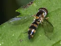 Meligramma triangulifera - photo 4