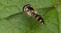 Meligramma triangulifera - photo 5