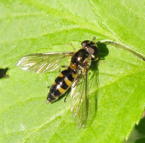 Meligramma trianguliferum