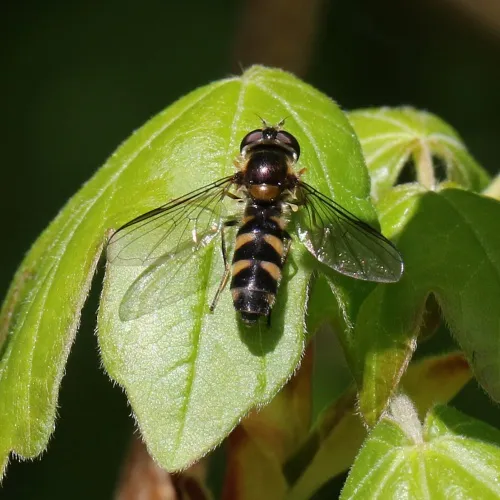 Meligramma trianguliferum - photo 2