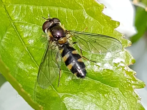 Meligramma trianguliferum - photo 3