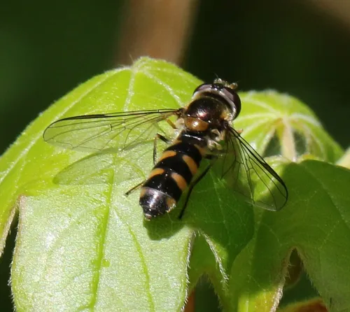 Meligramma trianguliferum - photo 4