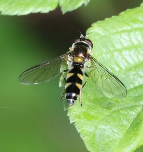 Meligramma trianguliferum - photo 5