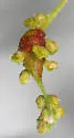 Sausage Flower Gall Wasp