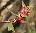 Melikaiella flora