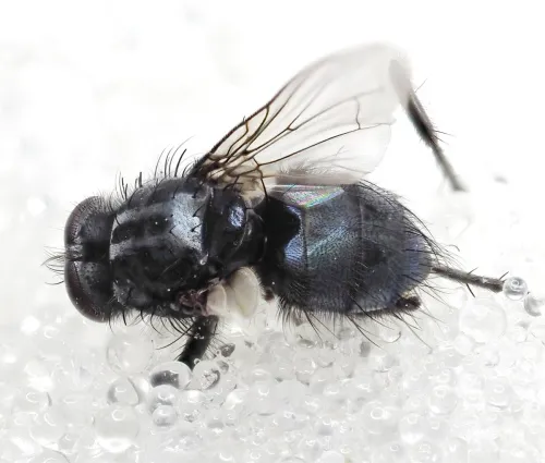 Melinda viridicyanea