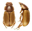 Melinopterus consentaneus
