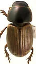 Melinopterus femoralis