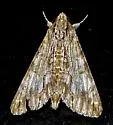 Royal Poinciana Moth - Hodges#8610 - photo 2