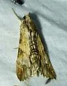 Royal Poinciana Moth - Hodges#8610 - photo 3