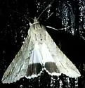 Royal Poinciana Moth - Hodges#8610 - photo 4