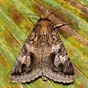 Melipotis contorta - Hodges#8605 - photo 2