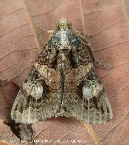 Melipotis famelica - Hodges#8604
