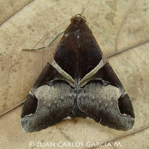 Fasciolated Melipotis - Hodges#8599 - photo 2