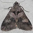Melipotis florida - Hodges#8598.1