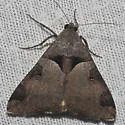 Melipotis florida - Hodges#8598.1 - photo 2