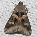 Melipotis florida - Hodges#8598.1 - photo 3