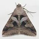Melipotis florida - Hodges#8598.1 - photo 4