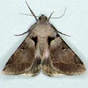 Melipotis florida - Hodges#8598.1 - photo 5