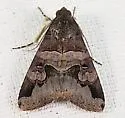 Melipotis januaris - Hodges#8603 - photo 3