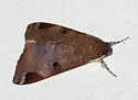 Melipotis januaris - Hodges#8603 - photo 4