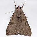 Merry Melipotis - Hodges#8607 - photo 2
