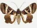 Melipotis nigrobasis - Hodges#8602 - photo 2