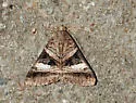 Melipotis nigrobasis - Hodges#8602 - photo 3