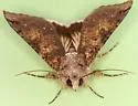 Melipotis novanda - Hodges#8609 - photo 3