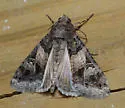 Melipotis novanda - Hodges#8609 - photo 4