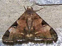 Melipotis perpendicularis - Hodges#8598 - photo 2