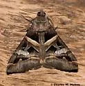 Melipotis perpendicularis - Hodges#8598 - photo 3