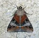 Melipotis perpendicularis - Hodges#8598 - photo 4