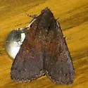 Prolata Melipotis - Hodges#8606