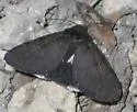 Prolata Melipotis - Hodges#8606 - photo 2