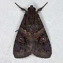Prolata Melipotis - Hodges#8606 - photo 4