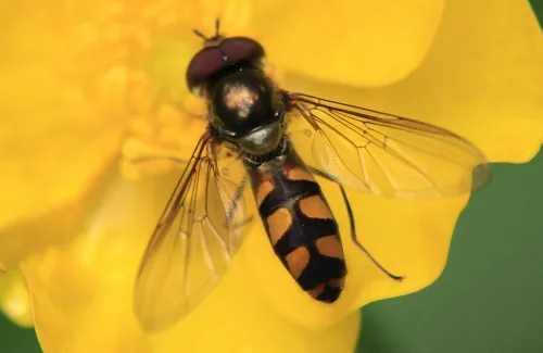 Meliscaeva auricollis - Meliscaeva auricollis