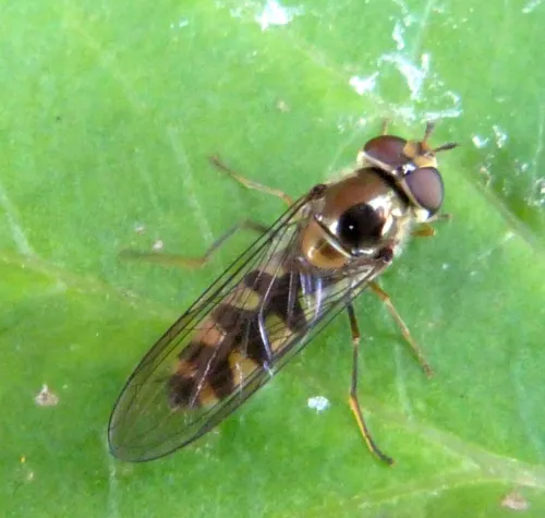 Meliscaeva auricollis - photo 2