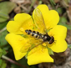 Meliscaeva auricollis - photo 3