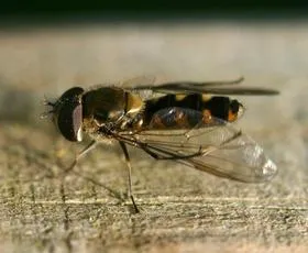 Meliscaeva auricollis - photo 4