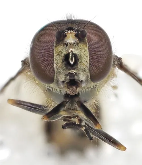 Meliscaeva auricollis - photo 6