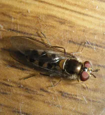 Meliscaeva auricollis - photo 7