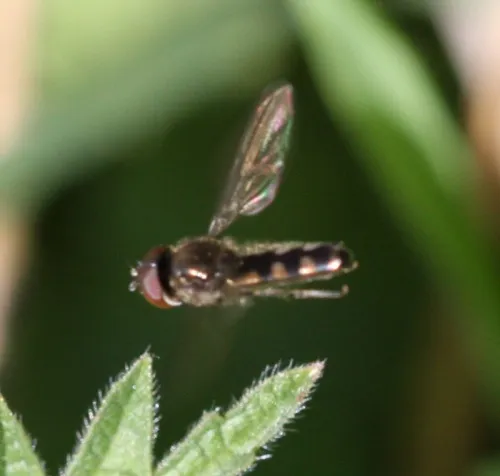 Meliscaeva auricollis - photo 8