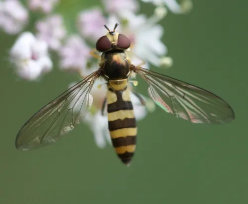Meliscaeva cinctella - Meliscaeva cinctella