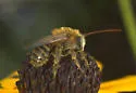 Melissodes agilis