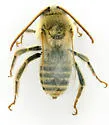 Melissodes agilis - photo 3