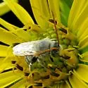 Melissodes agilis - photo 4