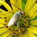 Melissodes agilis - photo 5