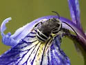 Melissodes apicatus