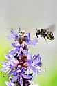 Melissodes apicatus - photo 2